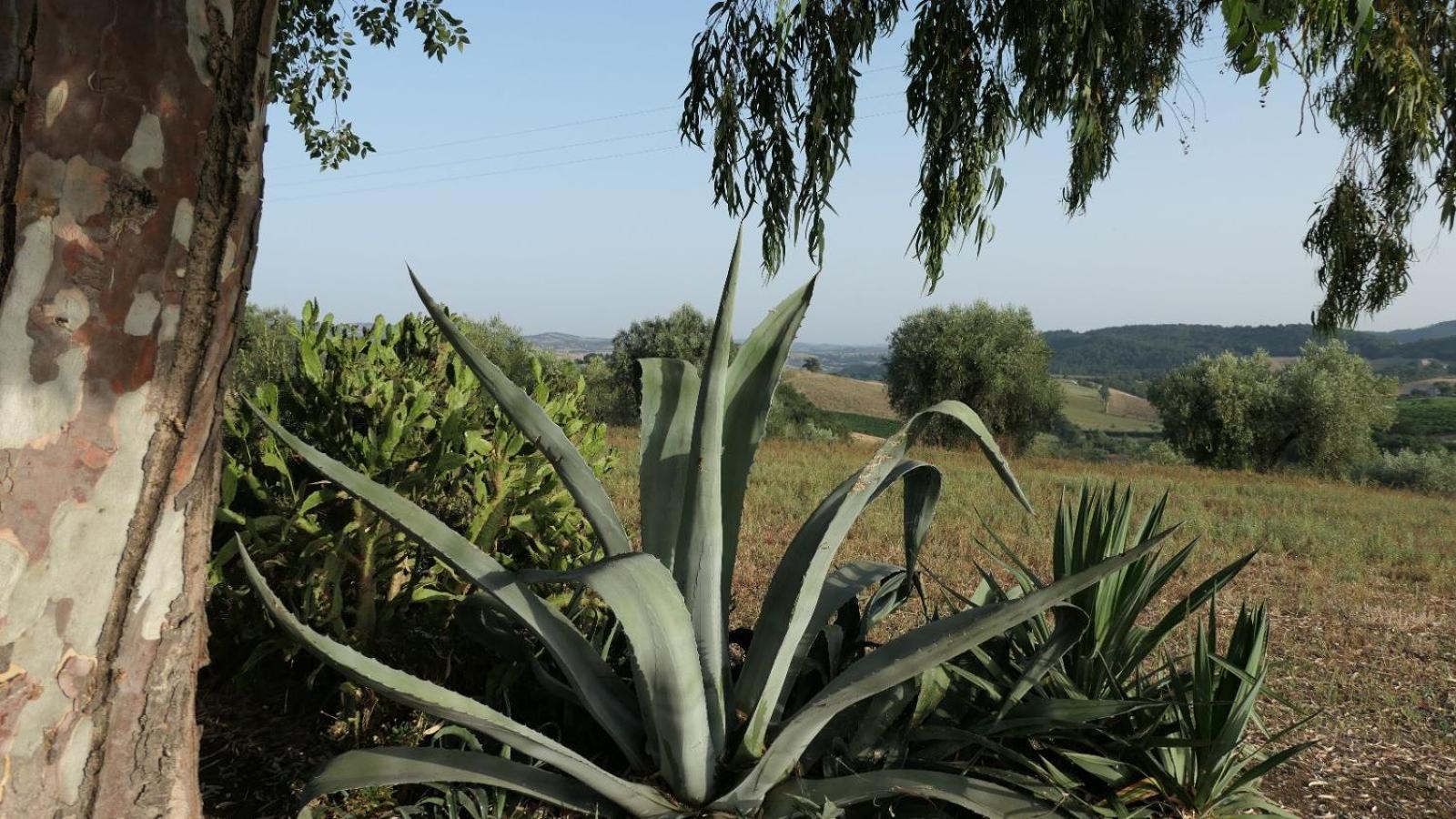 Agriturismo Uliveto Gretacci Montemerano Buitenkant foto
